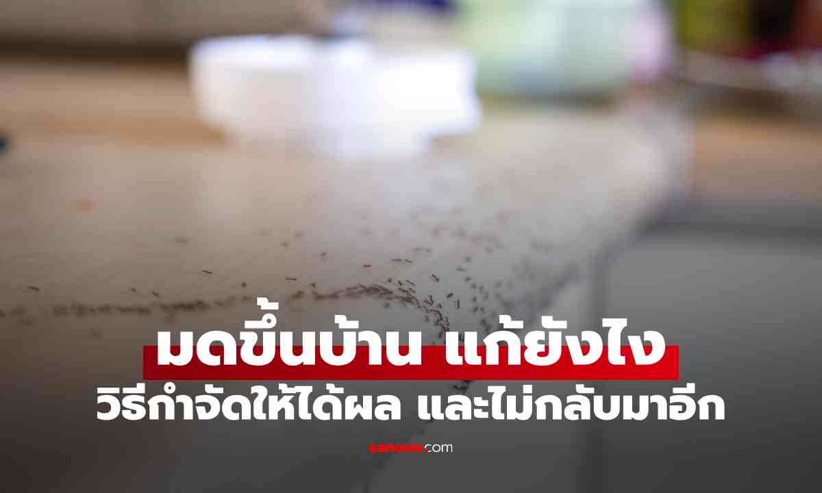 มดขึ้นบ้านไม่หยุด แก้ยังไงให้หายขาด? พร้อมวิธีแก้ที่หลายคนมองข้าม