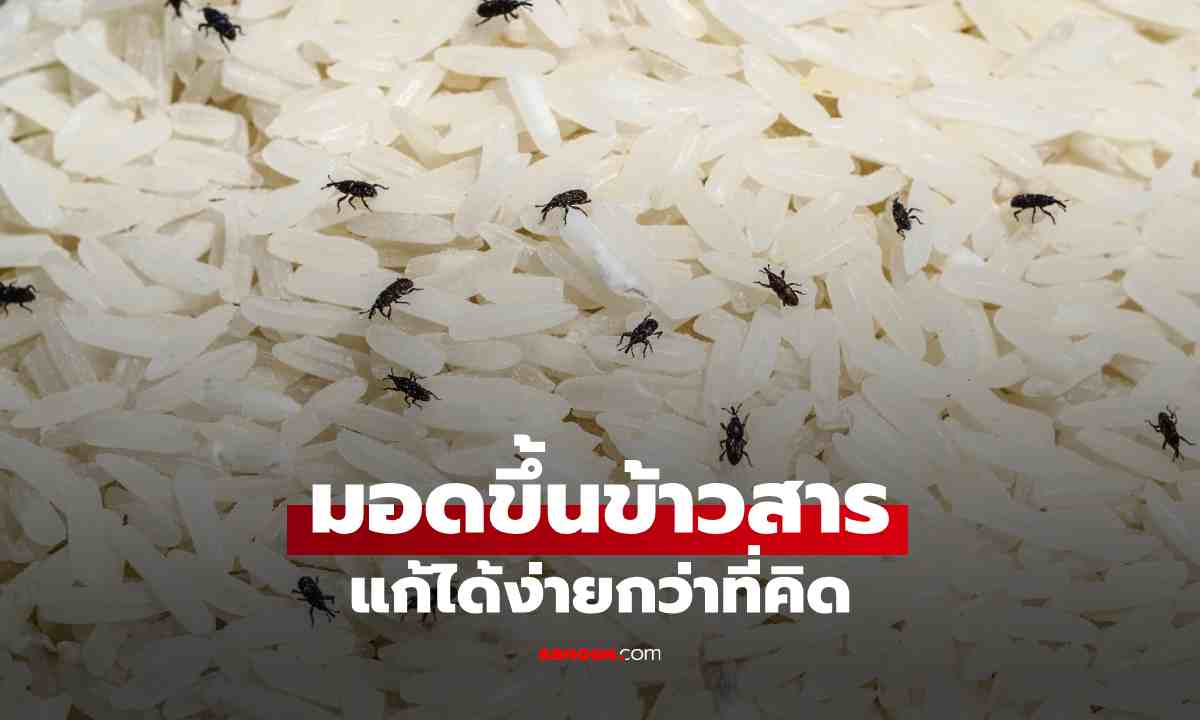 เก็บข้าวสารยังไงไม่ให้มอดขึ้น วิธีง่ายๆ ที่ได้ผลจริง ทำได้ที่บ้าน