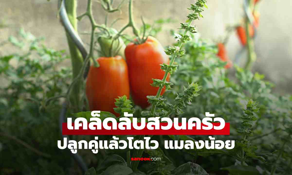 ปลูกโหระพา + มะเขือเทศ คู่กันดีจริงไหม? ช่วยไล่แมลงและโตไว