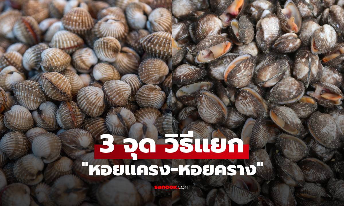 วิธีแยก "หอยแครง-หอยคราง" 3 จุดสังเกตง่ายๆ ดูจบแยกออกทันที!