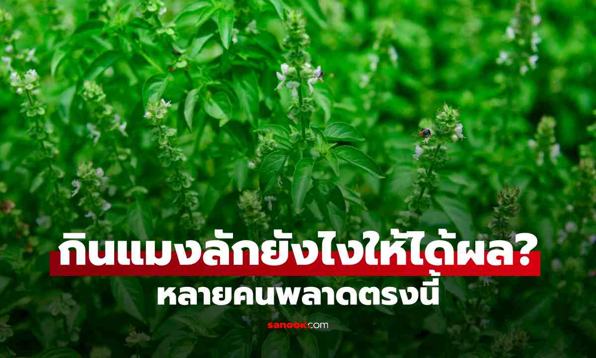 ผักแมงลัก ผักบ้านๆ ราคาหลักสิบ แต่ไฟเบอร์สูงจนลำไส้ร้องขอ