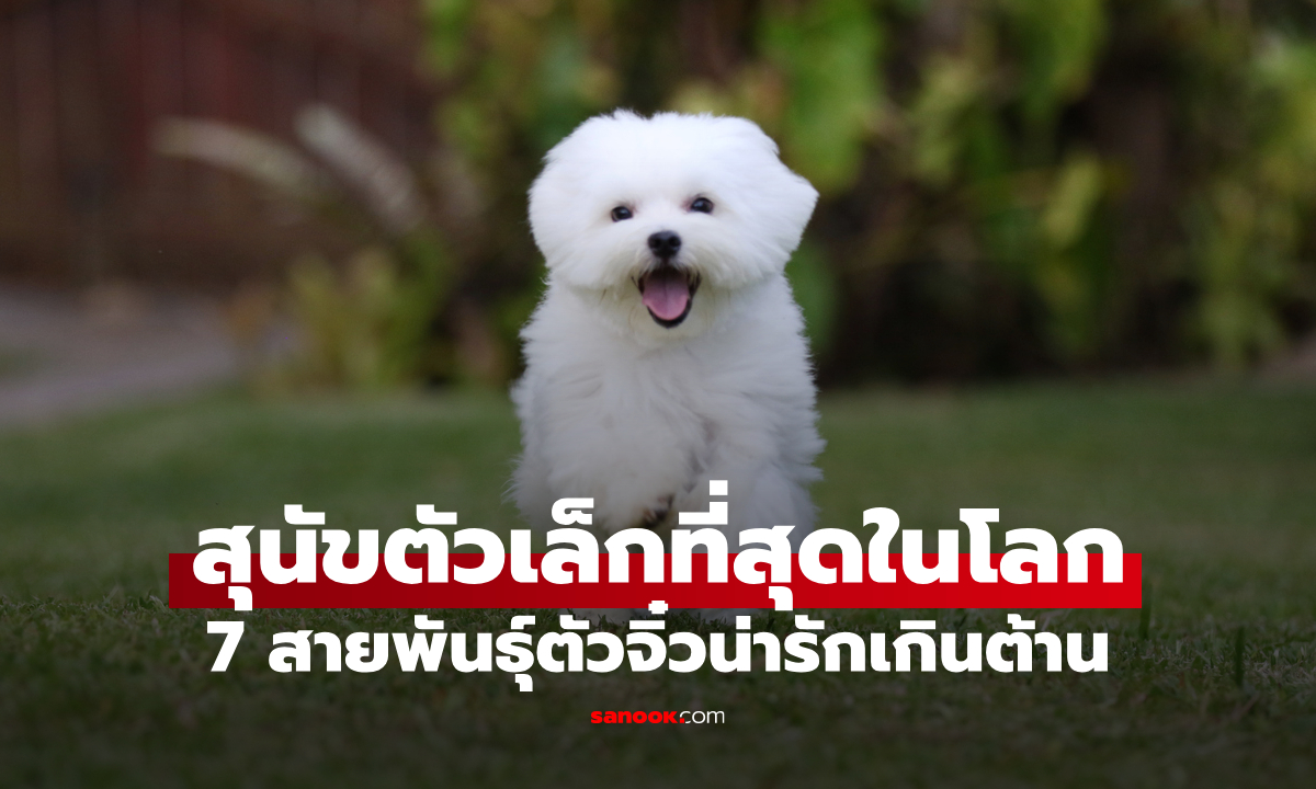 7 สายพันธุ์สุนัขตัวเล็กที่สุดในโลก ตัวจิ๋วน่ารักเกินต้าน 1 สายพันธุ์เพิ่งได้รับการรับรอง