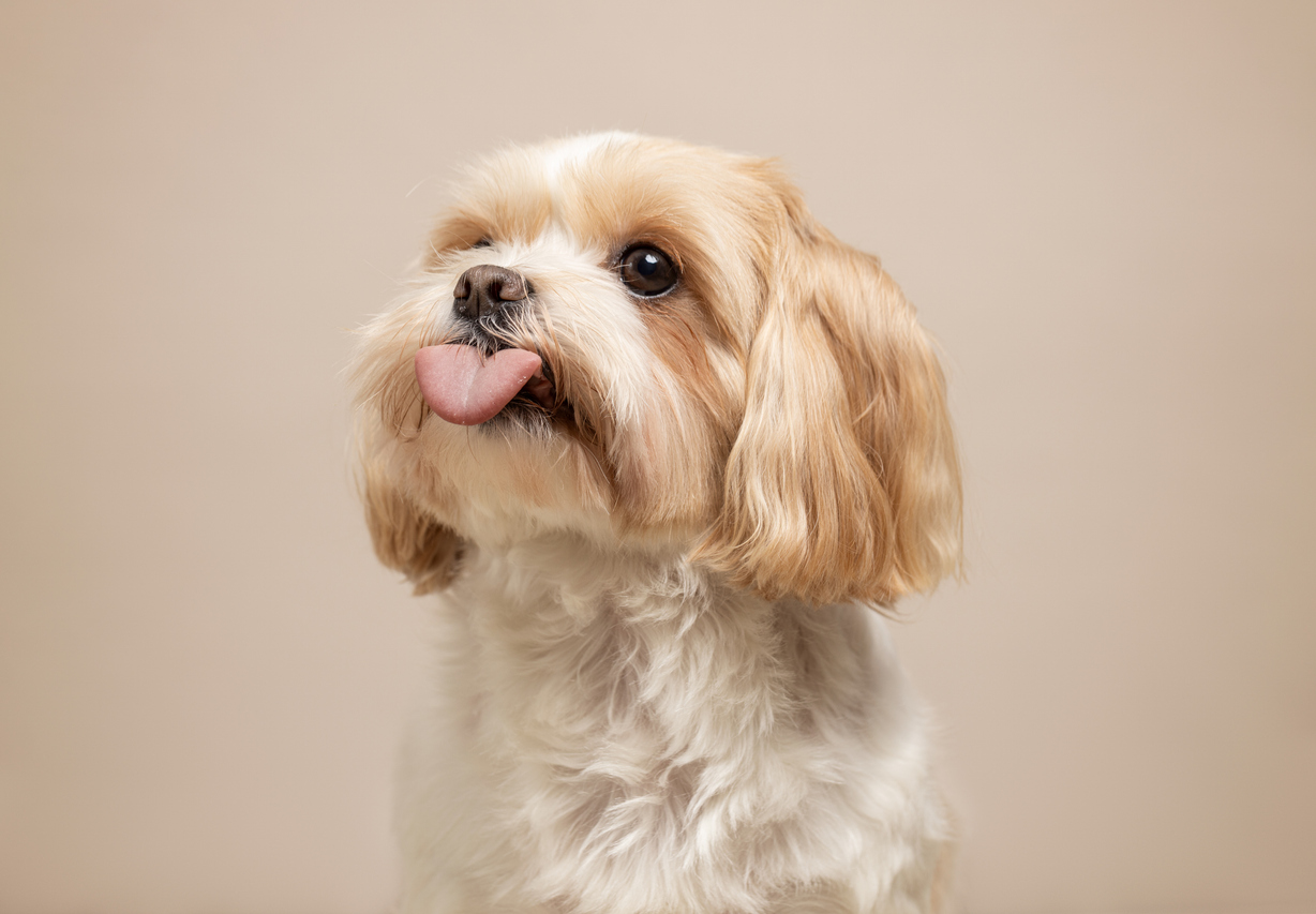 Shih Tzu