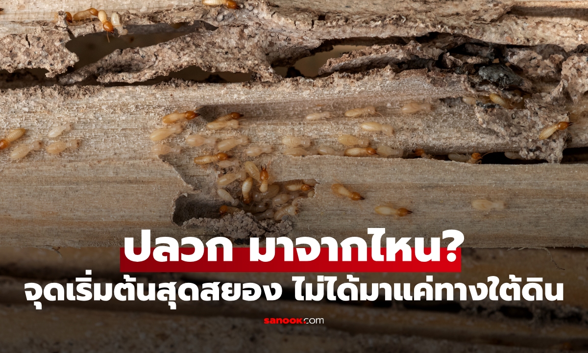 ปลวก มาจากไหน? ไม่ได้มาแค่ใต้ดิน เผยจุดเริ่มต้นสุดสยอง