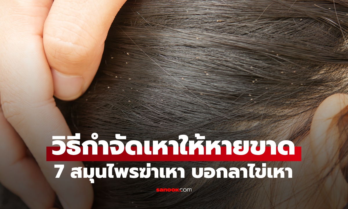 วิธีกำจัดเหาให้หายขาด 7 สมุนไพรฆ่าเหา บอกลาไข่เหา อาการคันหัวยุบยิบ