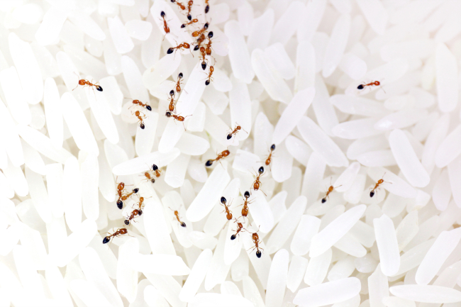 วิธีไล่มดออกจากข้าวสาร