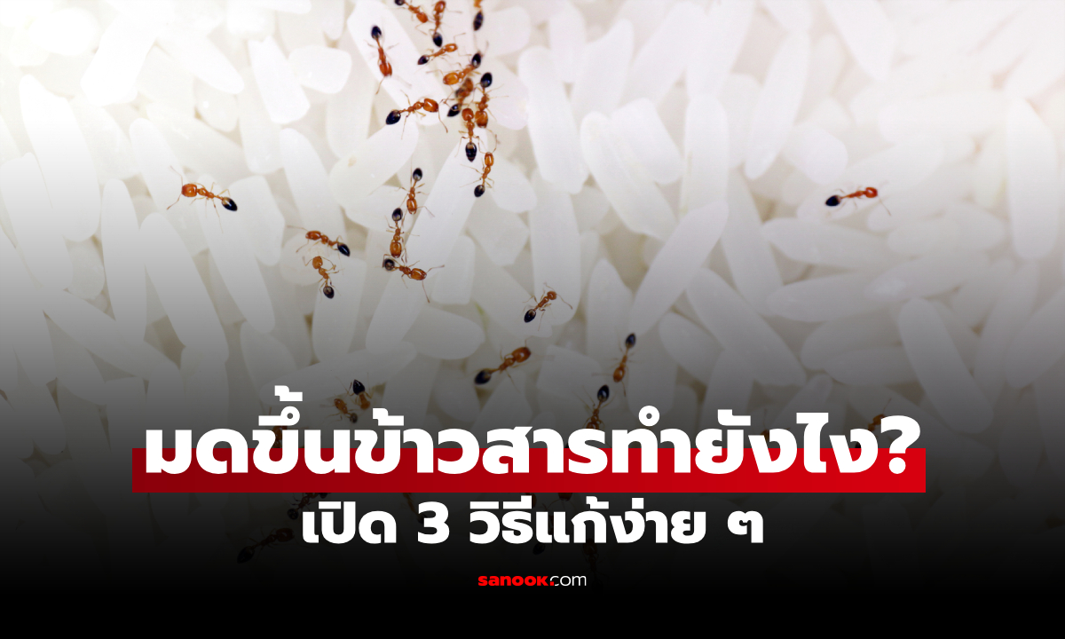 มดขึ้นข้าวสารทําอย่างไร? วิธีไล่มดออกจากข้าวสาร ด้วย 3 วิธีง่าย ๆ