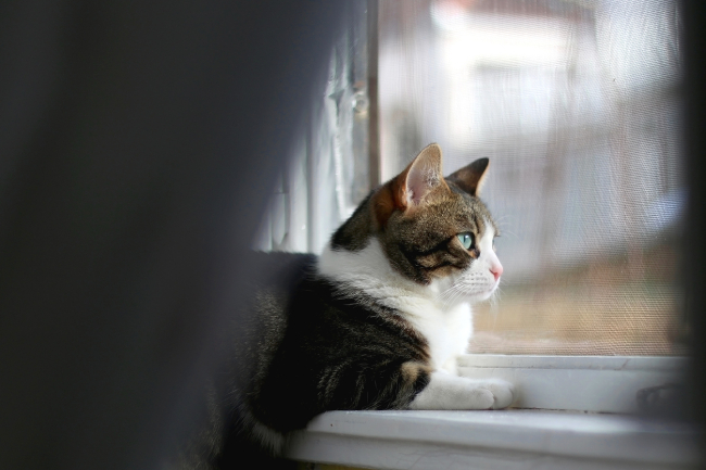 แมวคิดถึงเจ้าของไหม