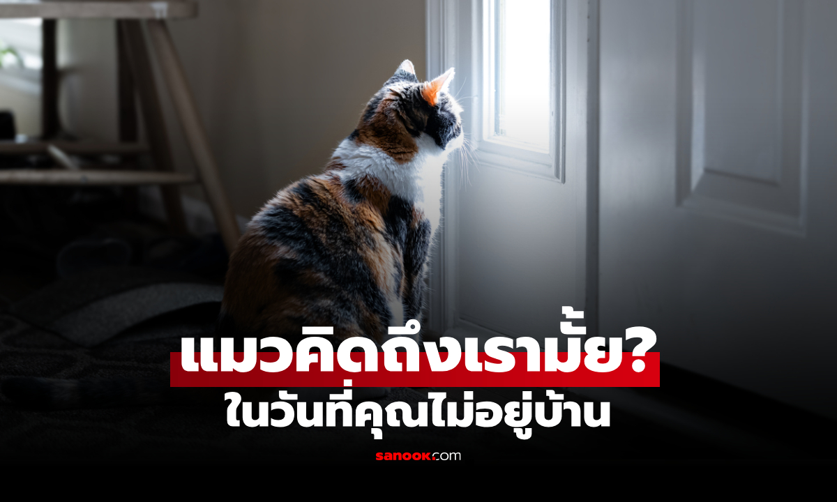 แมวคิดถึงเจ้าของไหม? เปิดพฤติกรรมน้องเหมียวในวันที่คุณไม่อยู่บ้าน