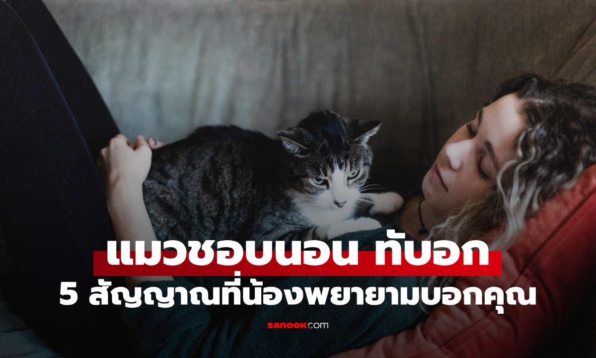 ทำไมแมวชอบนอนทับอก? นี่คือ 5 สิ่งที่น้องพยายามบอกคุณ