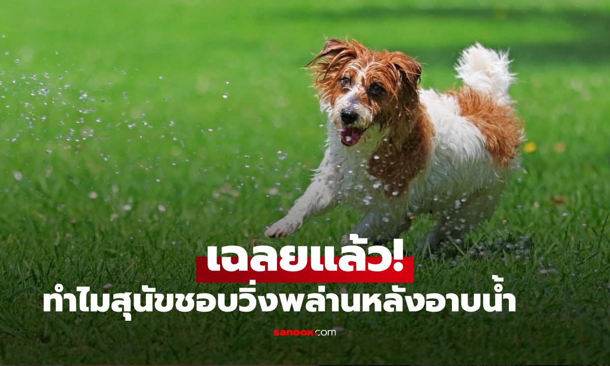 เฉลยแล้ว! ทำไมสุนัขชอบวิ่งพล่านหลังอาบน้ำ ความจริงที่ทาสหมาต้อง "ขนลุก" ไม่ใช่แค่ดีใจอย่างที่คิด