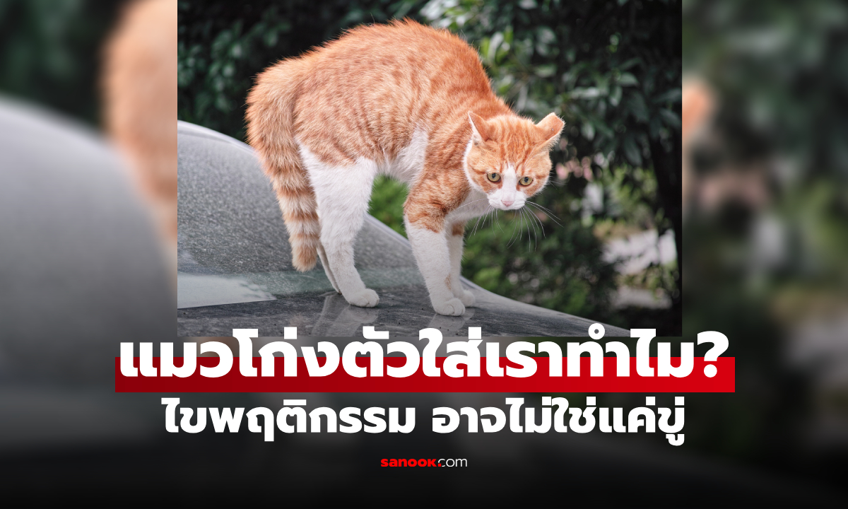 แมวโก่งตัว ใส่เราทำไม? เปิดภาษากายของแมว ไม่ได้มีแค่ "ขู่" อย่างที่คิด