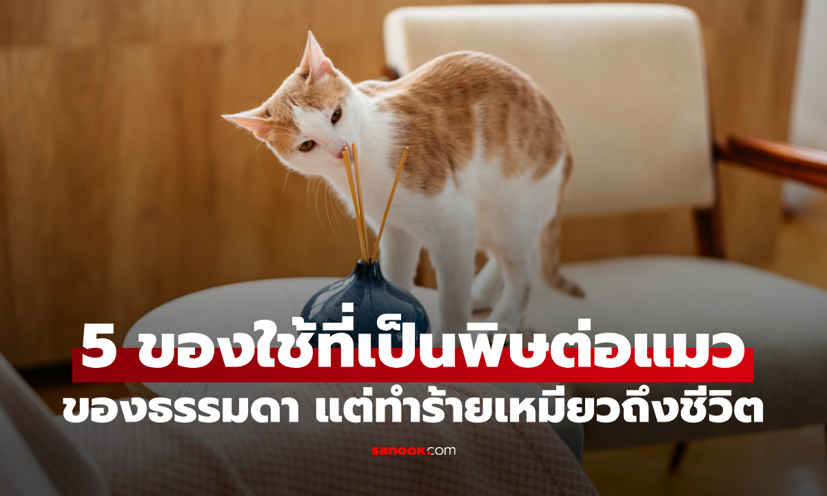 5 ของใช้ในบ้านที่เป็น "พิษ" ต่อแมว ทำร้ายเหมียวถึงชีวิต รู้ไว้ก่อนจะสาย!