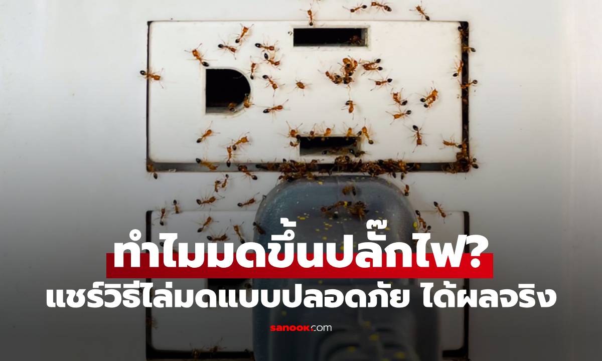 ทำไมมดขึ้นปลั๊กไฟ? แชร์วิธีไล่มดแบบปลอดภัย ได้ผลจริง