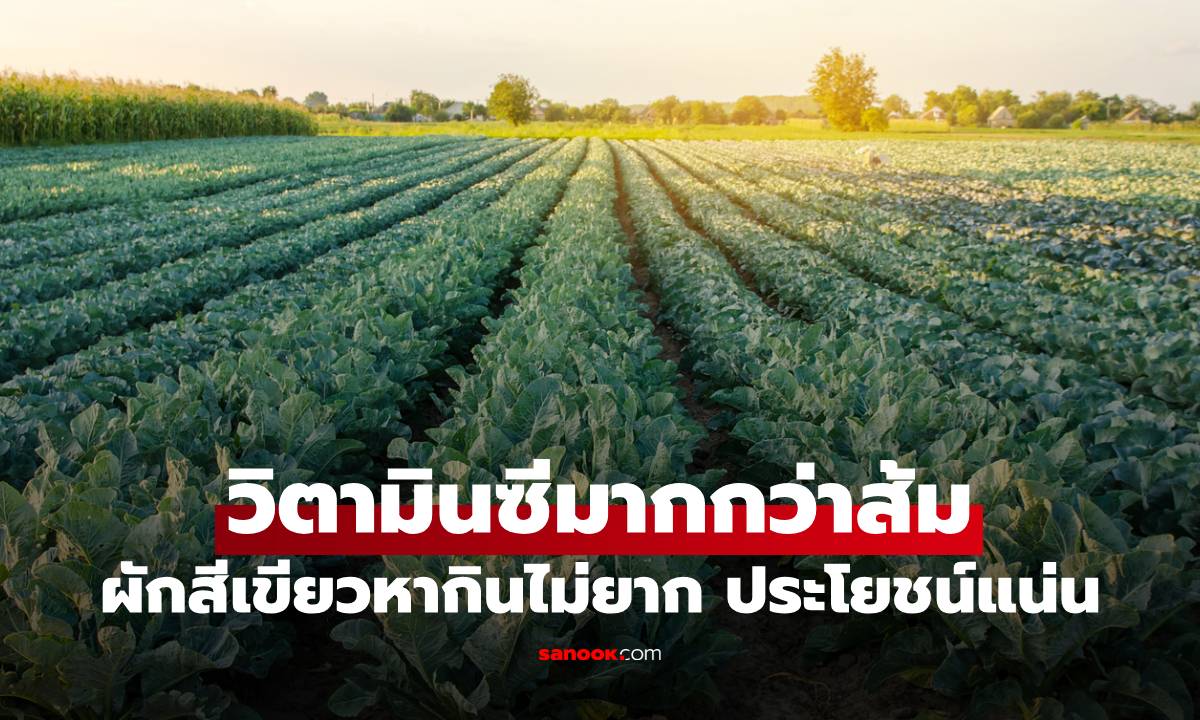 รู้หรือไม่? ผักสีเขียวหากินไม่ยาก มีวิตามินซีมากกว่าส้ม ประโยชน์แน่นเกินคาด