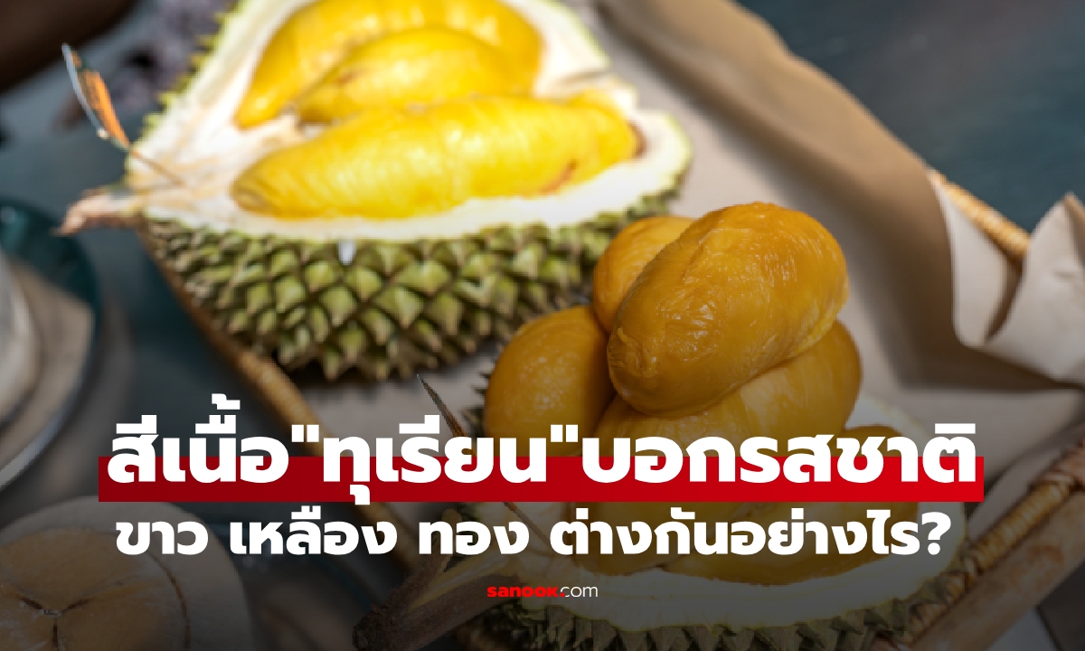 เห็นสีนี้หยิบเลย! สีเนื้อทุเรียน แต่ละเฉด ต่างกันอย่างไร? สีไหนอร่อย