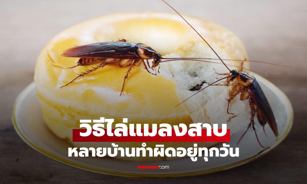 วิธีไล่แมลงสาบแบบได้ผลจริง ทำยังไงไม่ให้กลับมากวนใจอีก
