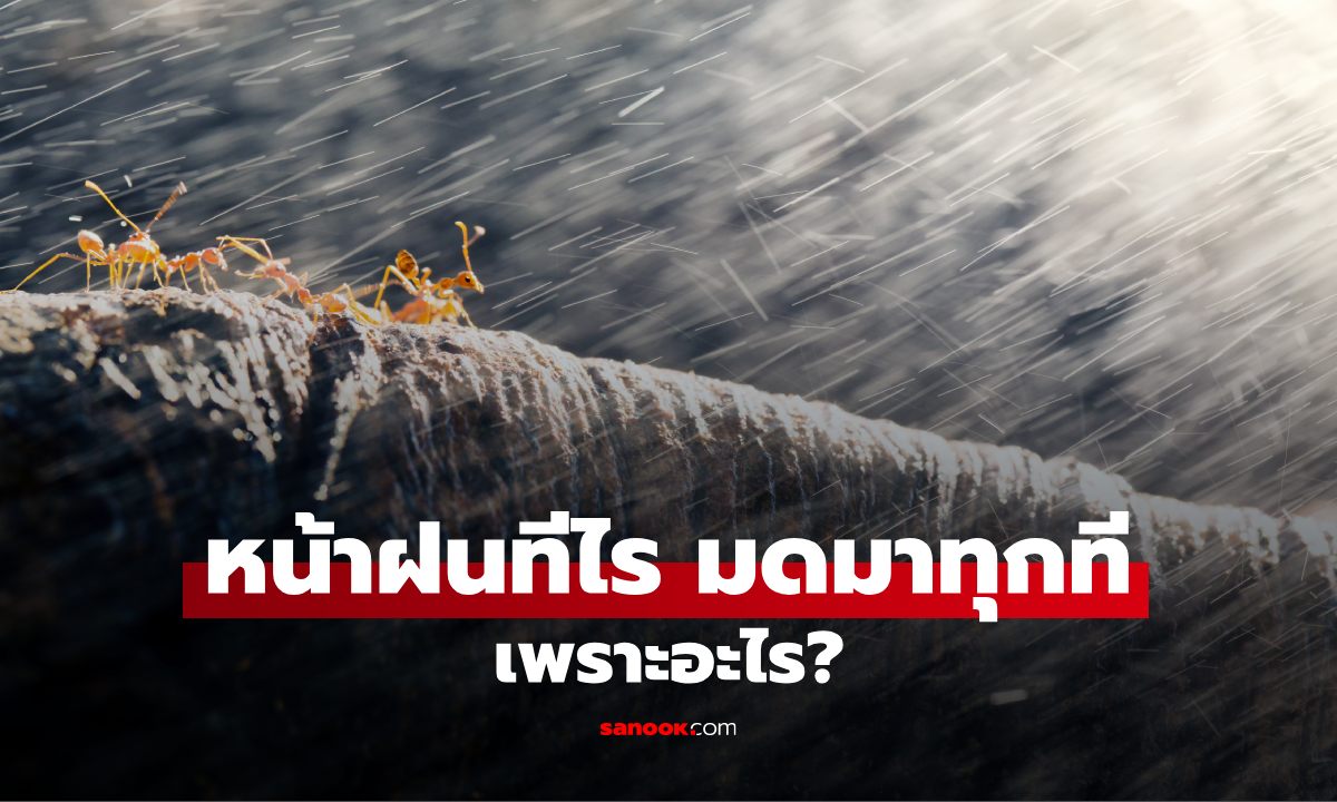 ทำไมหน้าฝนมดขึ้นบ้านเยอะกว่าปกติ? หลายบ้านเจอเหมือนกัน แต่ไม่รู้สาเหตุ