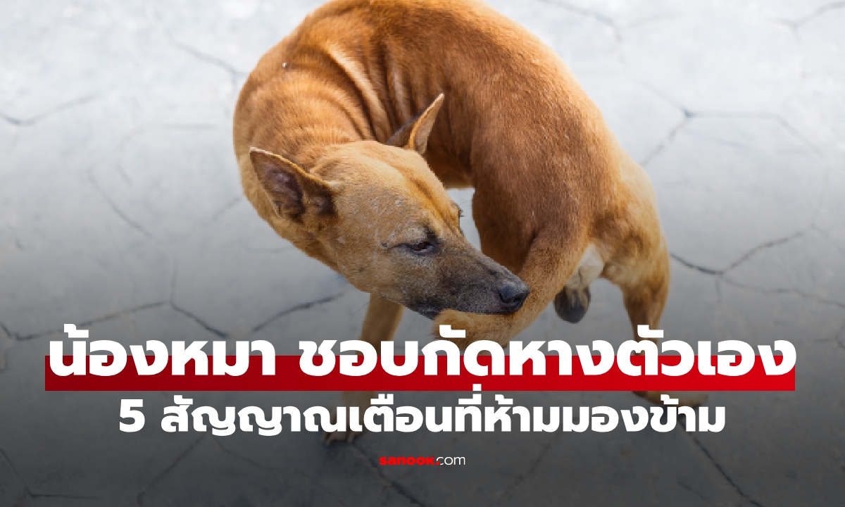 อย่ามองว่าตลก! ทำไมสุนัขกัดหางตัวเอง? พฤติกรรมสุดแปลกที่ต้องรีบแก้