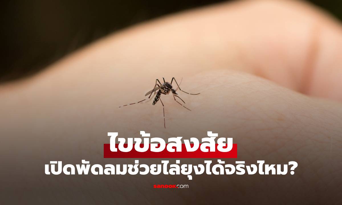 ไขข้อสงสัย เปิดพัดลมช่วยไล่ยุงได้จริงไหม? 3 เหตุผลอ่านแล้วเข้าใจทันที