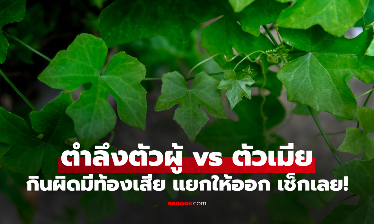 "ตำลึงตัวผู้-ตัวเมีย" ต่างกันยังไง? กินผิดระวังท้องเสีย แยกยังไงเช็กด่วน!