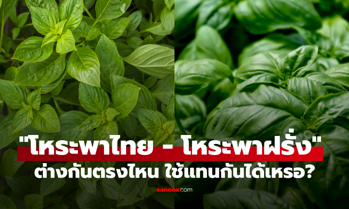 เปิดความต่าง "โหระพาไทย vs โหระพาฝรั่ง" ใช้แทนกันได้ไหม?