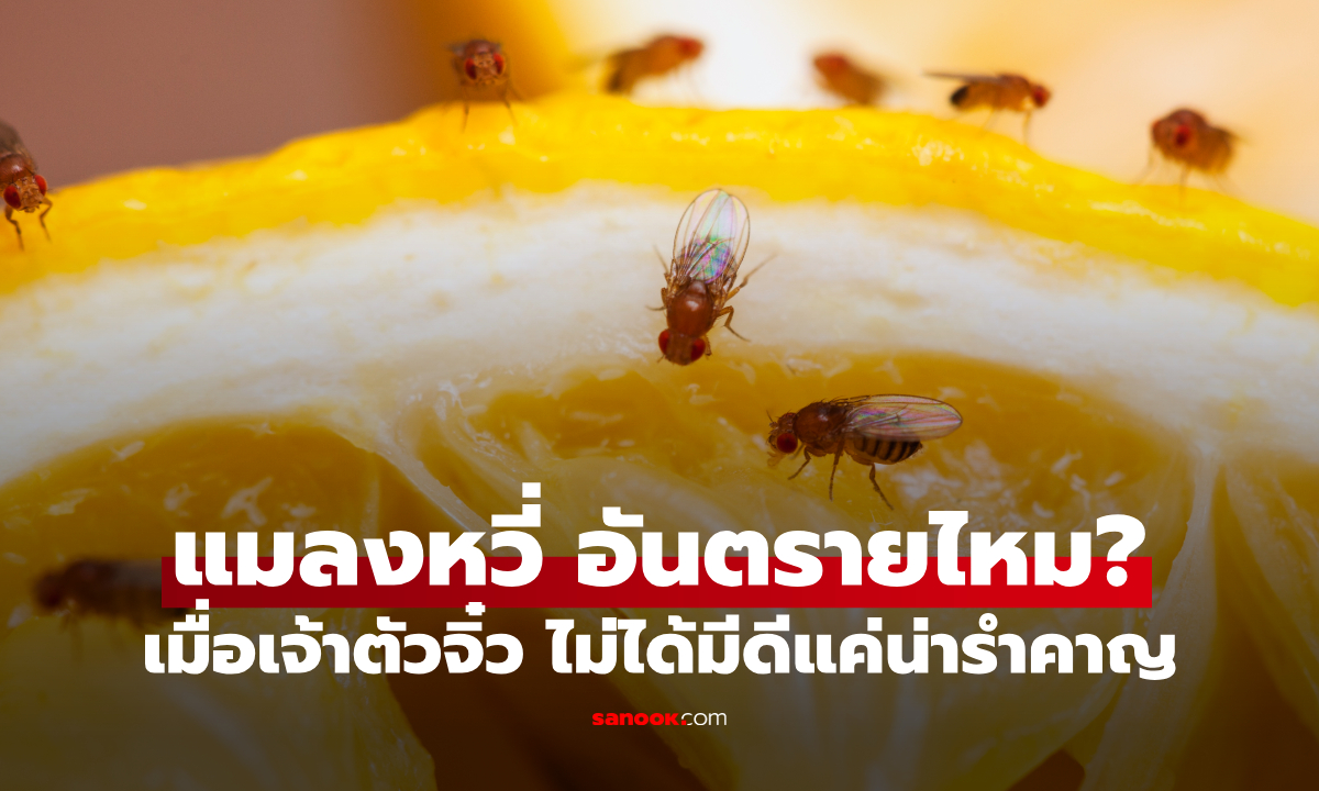 แมลงหวี่ อันตรายไหม? เผยเหตุผลทำไมชอบมาตอมแต่เรา!
