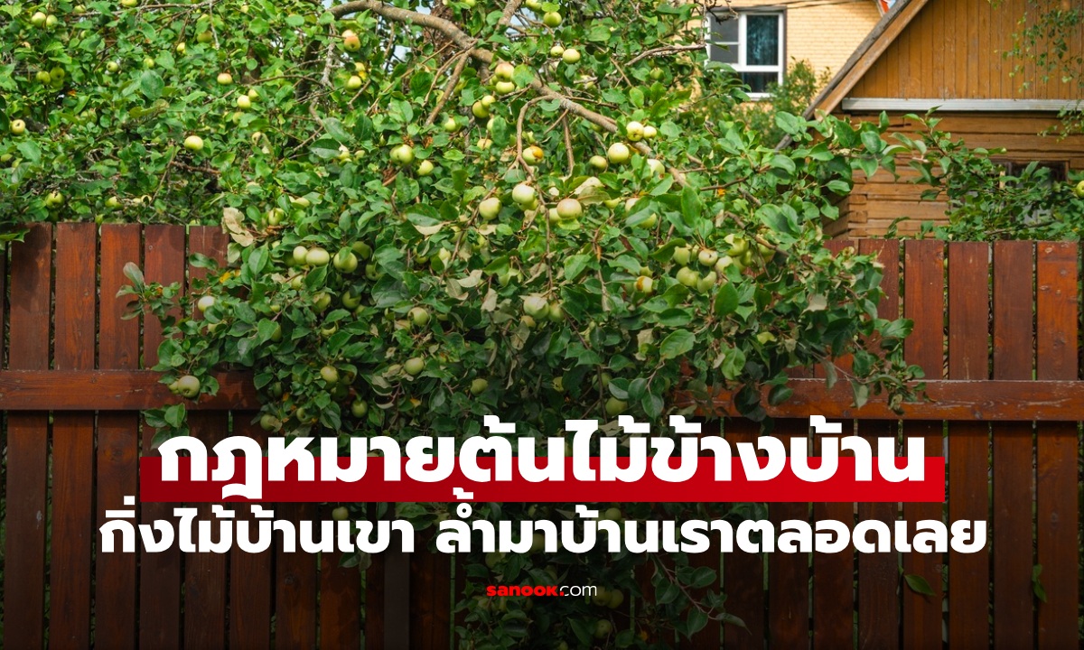 เพื่อนบ้านควรรู้ "กฎหมายต้นไม้ข้างบ้าน" กิ่งไม้บ้านเขา ล้ำมาบ้านเราตลอดเลย