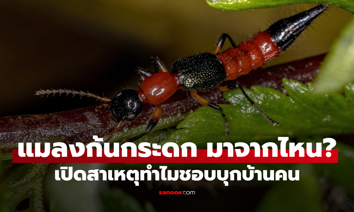 "แมลงก้นกระดก" มาจากไหน? เปิดสาเหตุทำไมชอบบุกบ้านคุณ