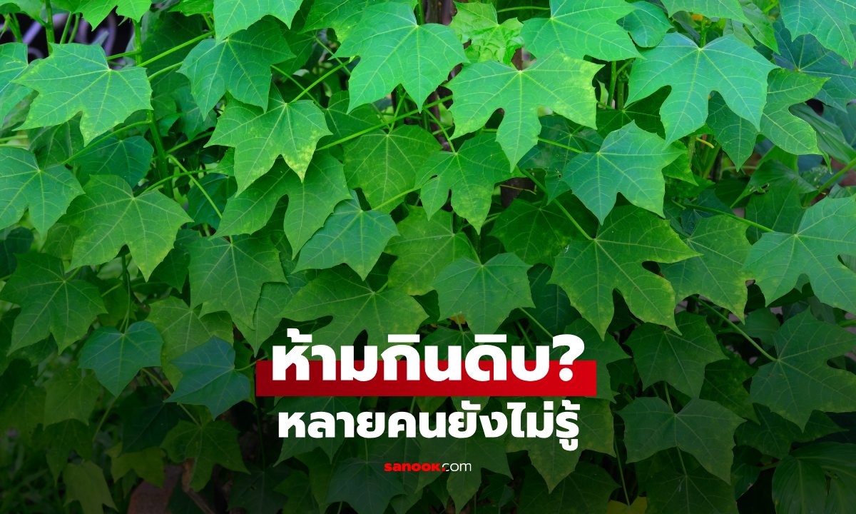 ผักไชยา กินดิบได้ไหม? ทำไมหลายคนบอกว่าต้องลวกก่อน
