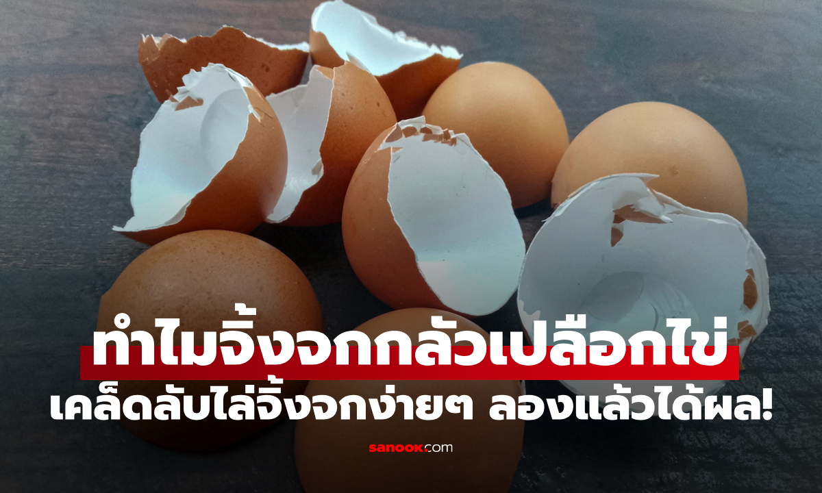 ทำไม “จิ้งจก” ถึงกลัว “เปลือกไข่” หลายบ้านใช้ไล่แล้วได้ผลจริง