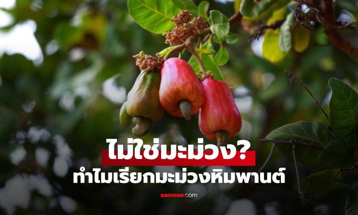 ทำไมเรียก “มะม่วงหิมพานต์” ทั้งที่ไม่ใช่มะม่วง? หลายคนเพิ่งรู้!