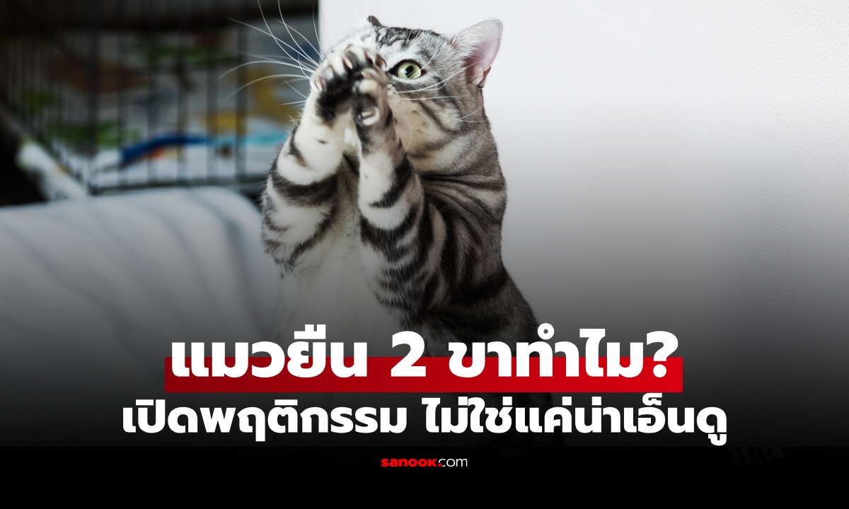 แมวยืน 2 ขาทำไม? เปิดพฤติกรรมสุดน่ารัก น้องกำลังบอกอะไรเจ้าของ