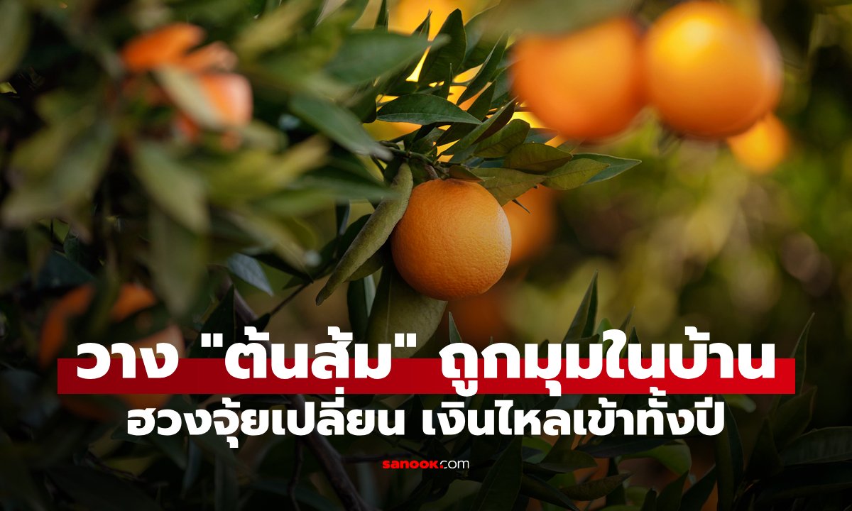 เปิดเคล็ดลับวาง "ต้นส้ม" ในบ้าน แค่วางถูกมุม ฮวงจุ้ยเปลี่ยน เงินไหลเข้าทั้งปี