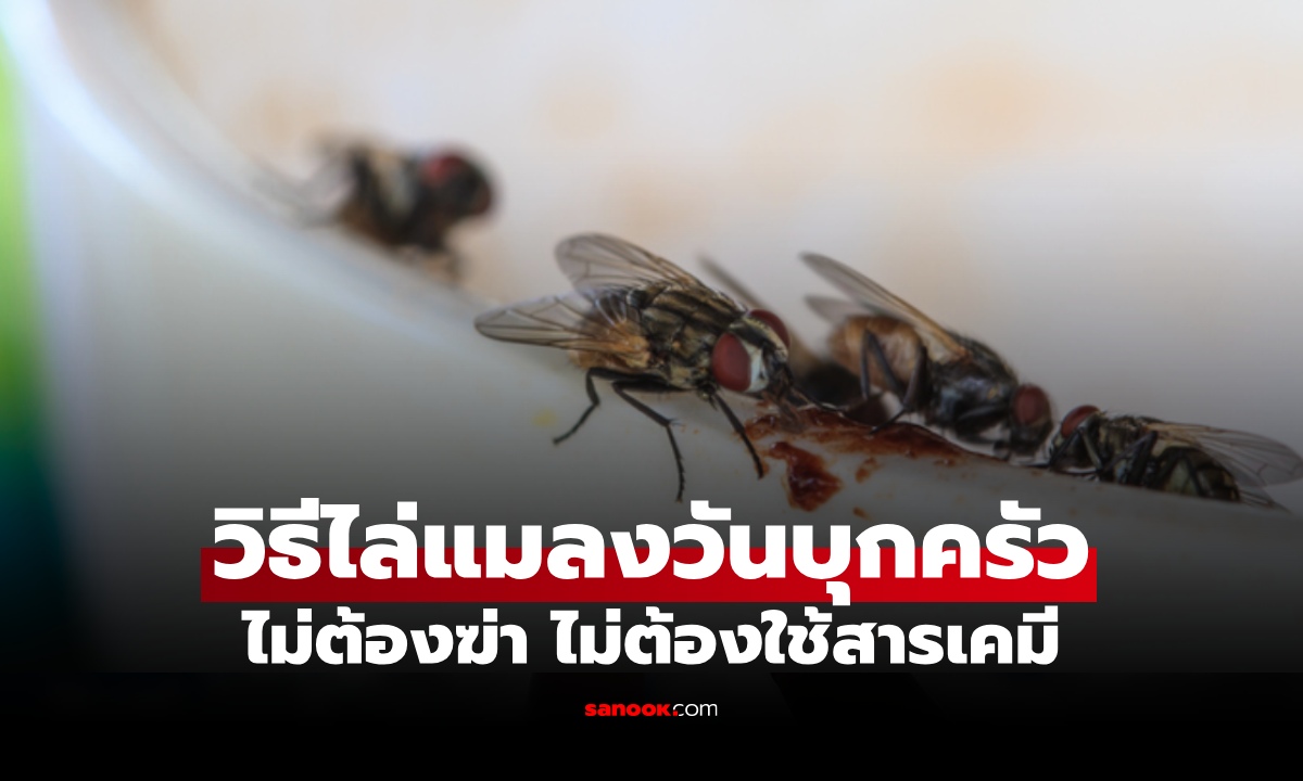 5 วิธี "ไล่แมลงวัน" บุกห้องครัวแบบง่าย ๆ ไม่ต้องฆ่า ไม่ต้องใช้สารเคมี