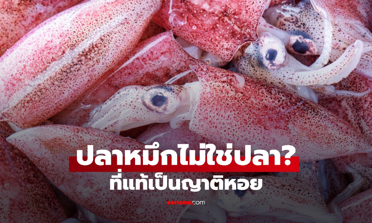 เพิ่งรู้! “ปลาหมึก” ไม่ใช่ปลา แล้วทำไมถึงเรียกแบบนั้นมาตลอด?