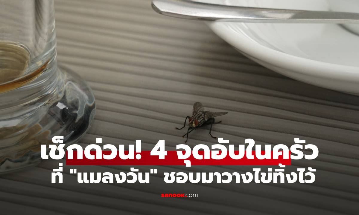 เช็กด่วน! 4 จุดอับในครัวที่ "แมลงวัน" ชอบแอบมาไข่ทิ้งไว้