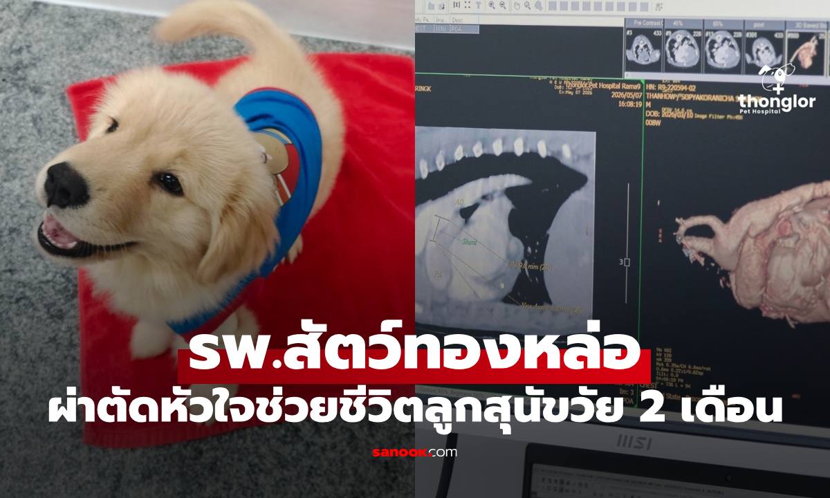 รพ.สัตว์ทองหล่อ ระดมทีมสัตวแพทย์กว่า 10 ชีวิต ผ่าตัดหัวใจช่วยชีวิตลูกสุนัขโกลเด้นวัย 2 เดือน