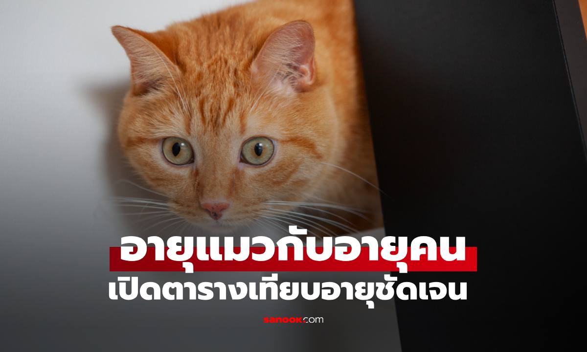 ตารางเทียบ "อายุแมว" กับ "อายุคน" สรุปชัดทุกช่วงวัย