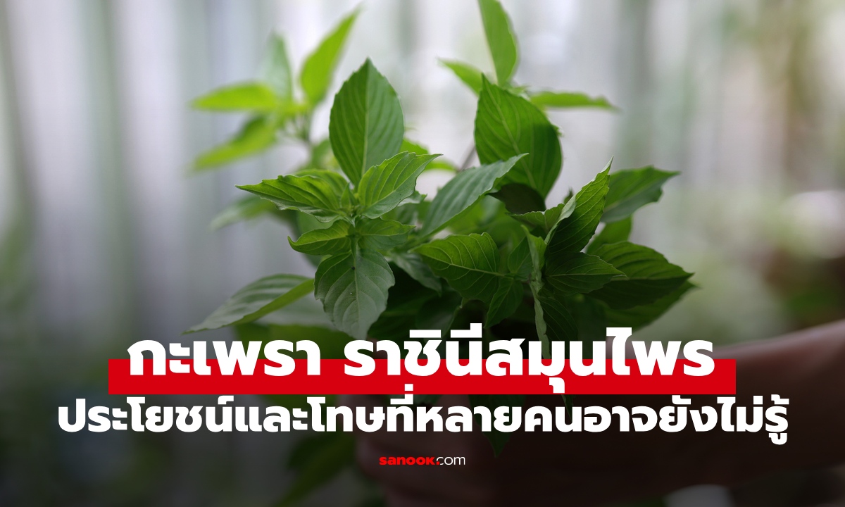 ราชินีสมุนไพร "กะเพรา" ผักสวนครัวที่คุ้นเคย เจาะลึกประโยชน์และโทษที่หลายคนไม่รู้