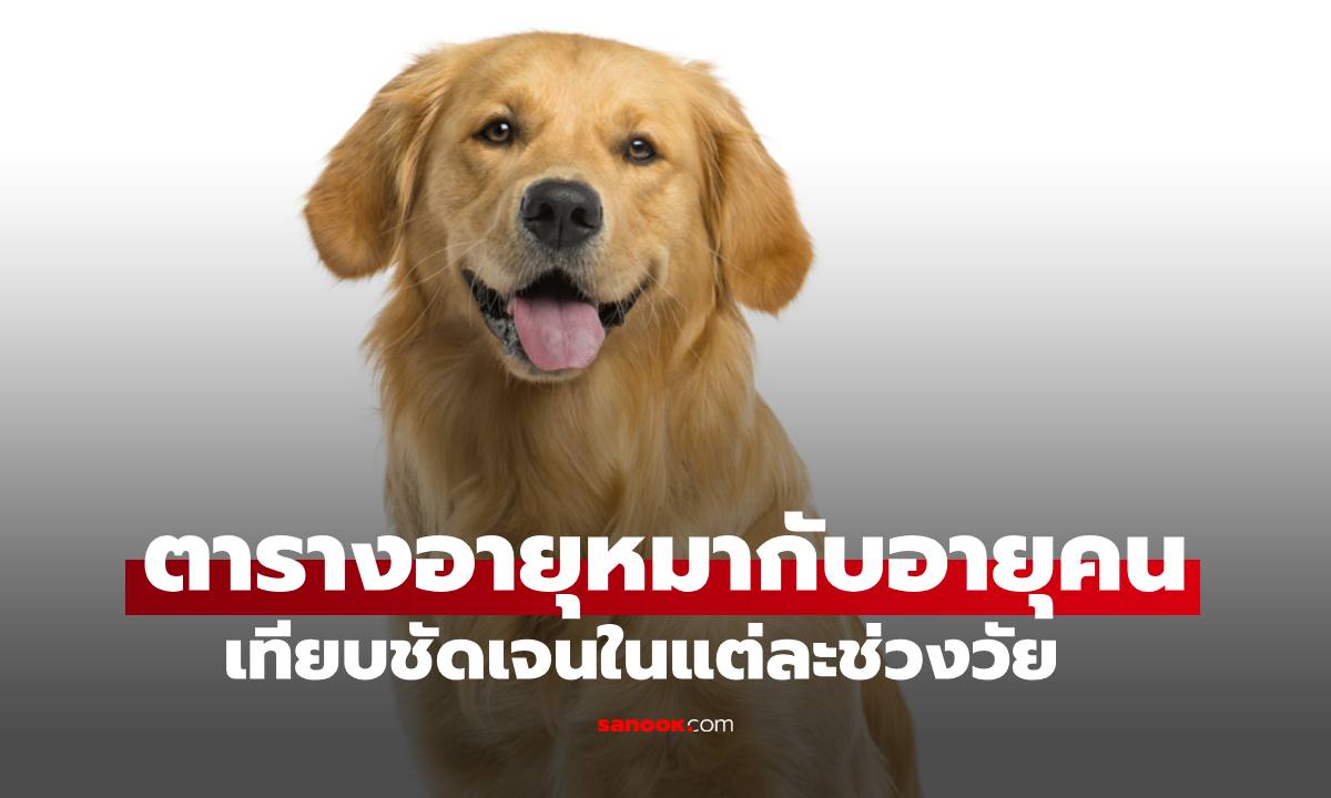 ตารางเทียบ "อายุหมา" กับ "อายุคน" หมาอายุ 1 ปีเท่ากับคนอายุเท่าไหร่