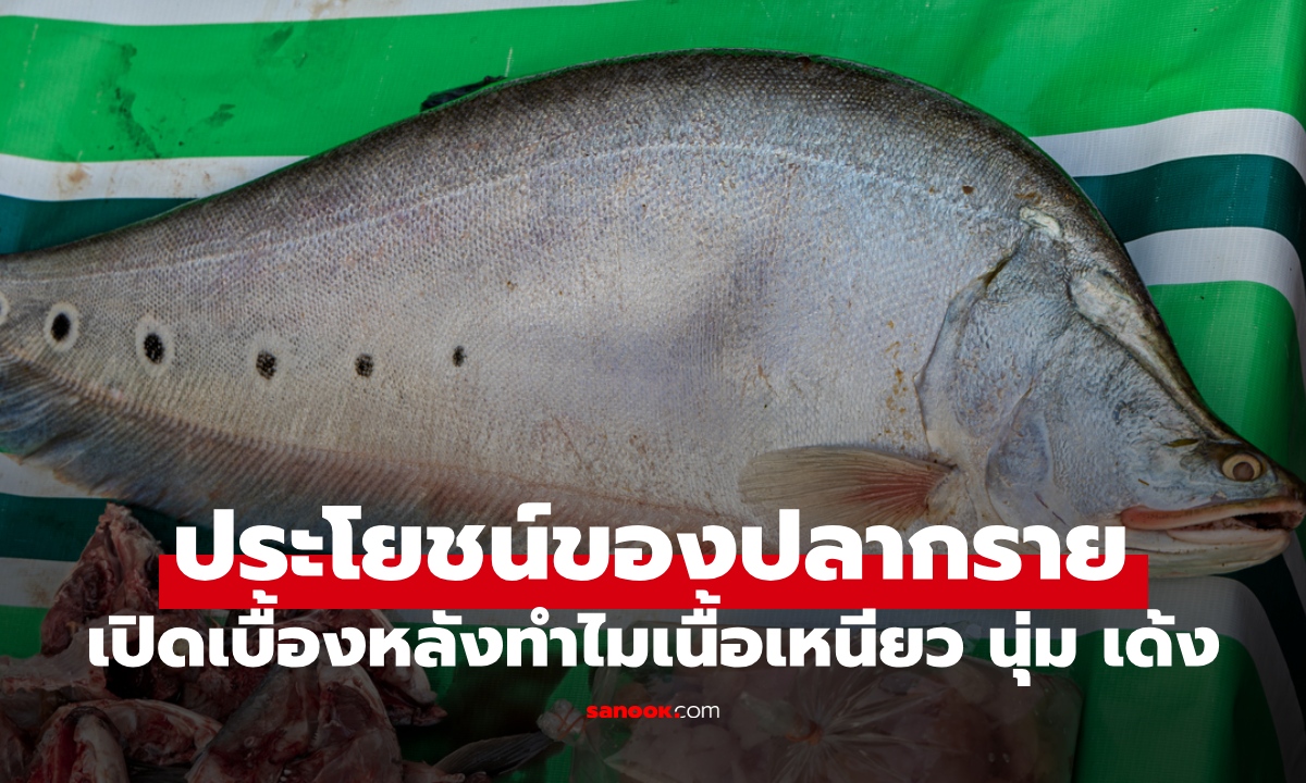 ประโยชน์ของ "ปลากราย" เปิดเบื้องหลังความอร่อย ทำไมเนื้อเหนียว นุ่ม เด้ง