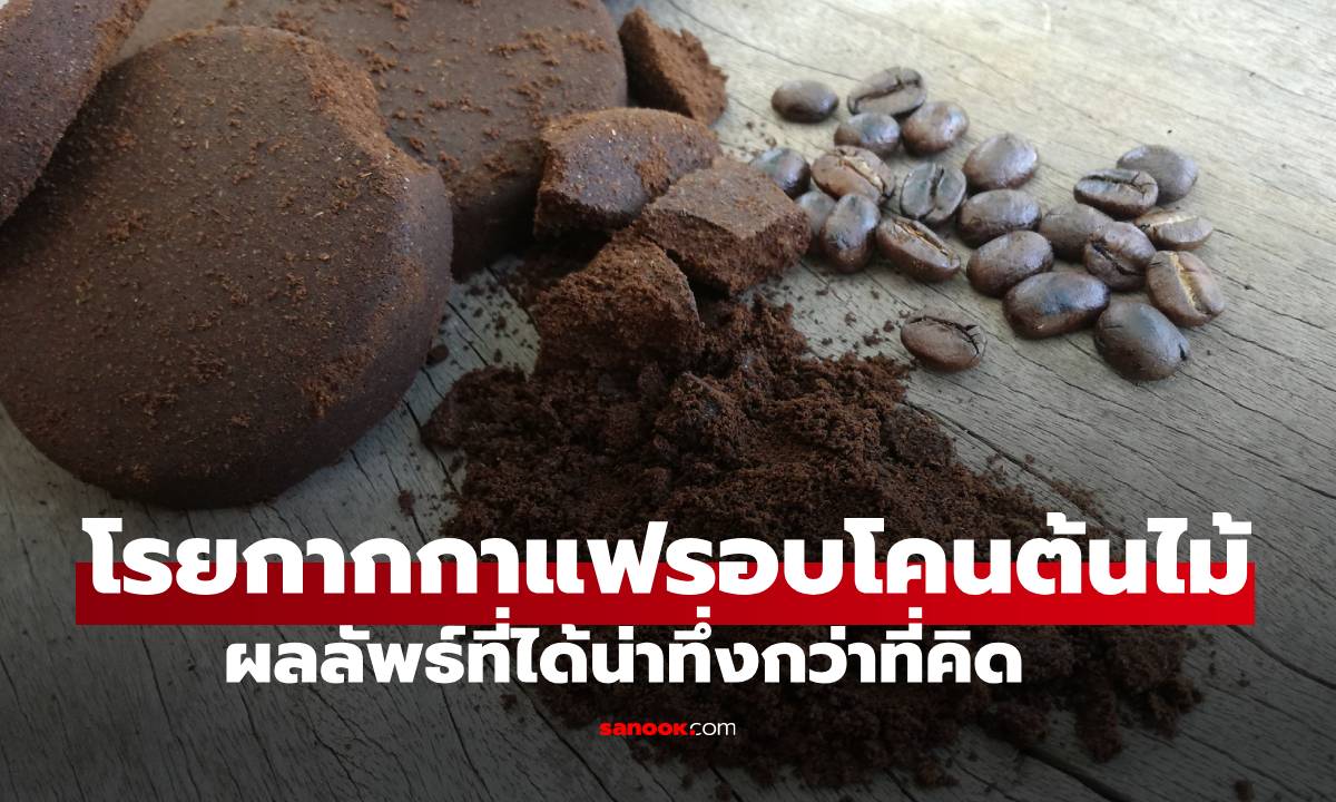 อย่าเพิ่งทิ้ง! ลองโรย "กากกาแฟ" รอบโคนต้นไม้ ผลลัพธ์ที่ได้น่าทึ่งกว่าที่คิด