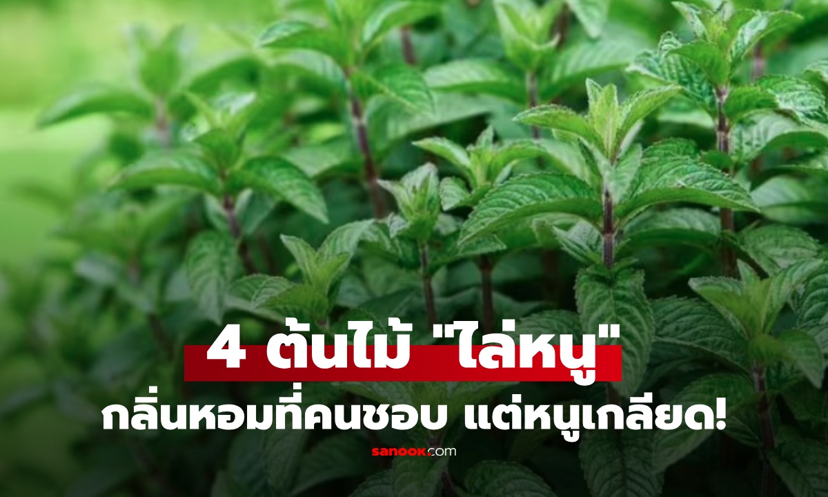 หนูขึ้นบ้านบ่อย ต้องปลูก! 4 ต้นไม้ "หนูเกลียด" มีไว้ไล่หนูไกล ไม่มากวนใจ