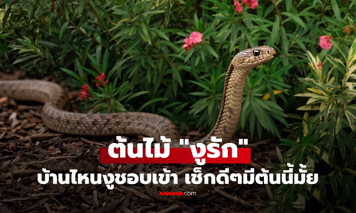 สวยแต่อันตราย! ต้นไม้ "งูรัก" ปลูกไว้ระวังให้ดี ดึงดูดงู แถมมีพิษร้ายแรง