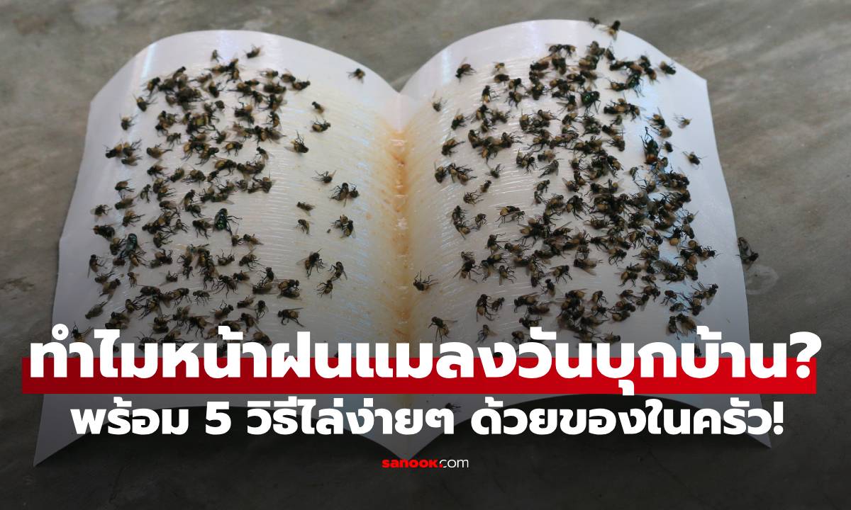ทำไมหน้าฝน "แมลงวัน" ถึงบุกบ้าน? พร้อม 5 วิธีไล่ง่ายๆ ด้วยของในครัว!