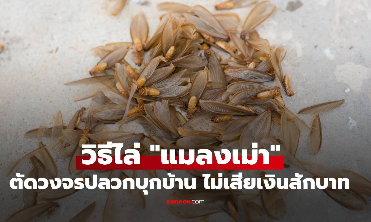 มากับฝน! วิธีไล่ "แมลงเม่า" ตัดวงจรปลวกบุกบ้าน ด้วยของหาง่ายไม่เสียเงินสักบาท