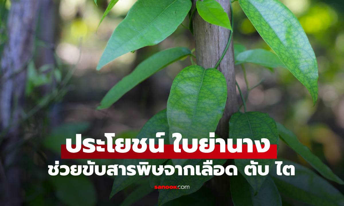 ประโยชน์ "ใบย่านาง" สมุนไพรพันปีบ่เฒ่า ขับสารพิษในเลือด ตับ ไตได้ดี