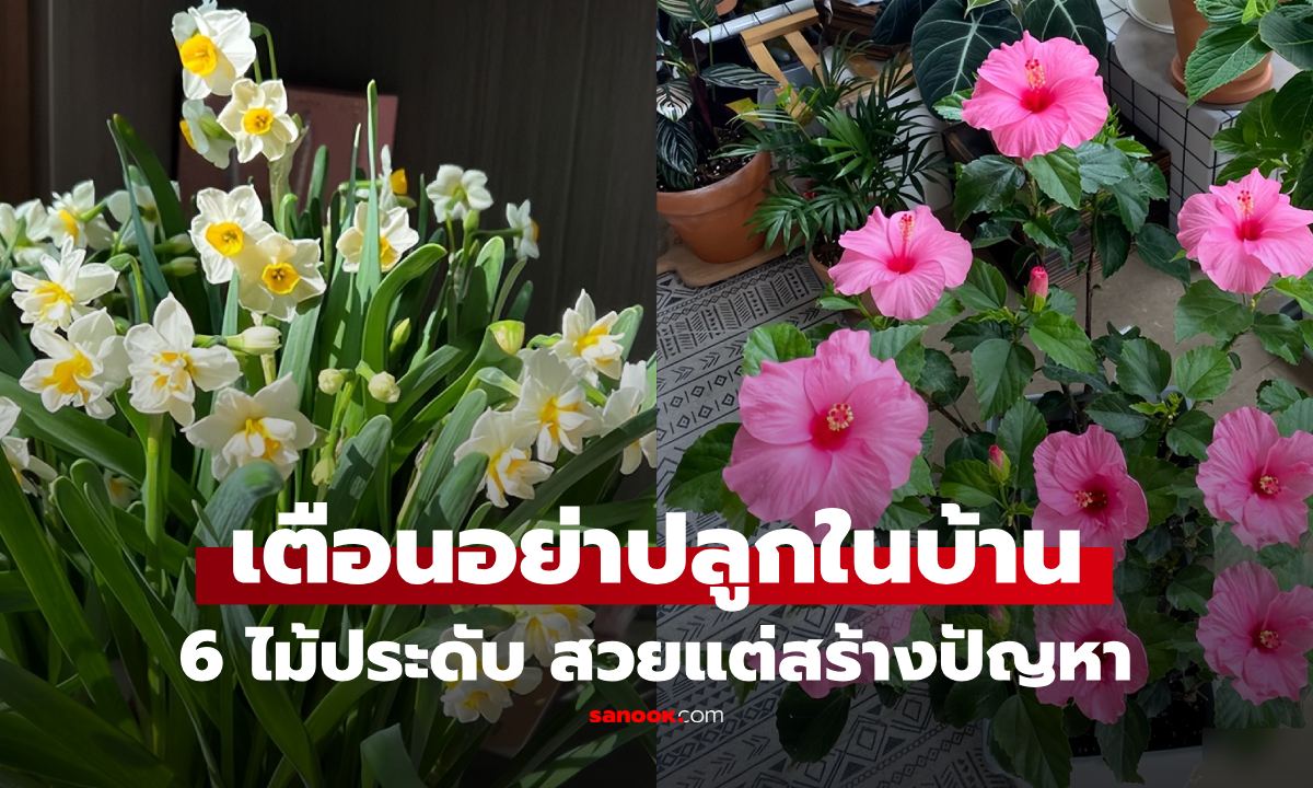 สวยแต่สร้างเรื่อง! เตือน 10 ไม้ประดับ ปลูกไว้ในบ้าน รังแต่จะมีปัญหา