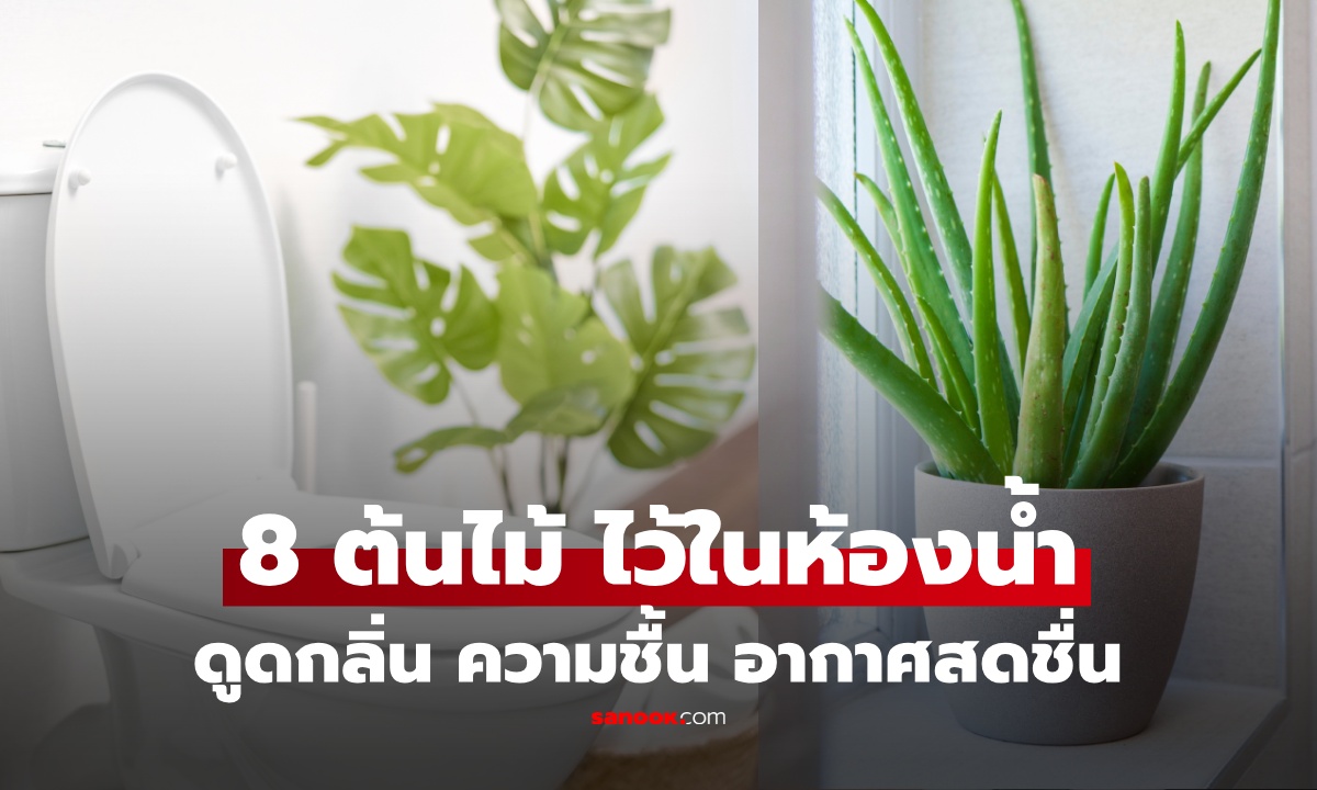 8 ต้นไม้ วางไว้ในห้องน้ำ ดูดกลิ่น-ความชื้น ลดเชื้อรา ฟอกอากาศสดชื่น